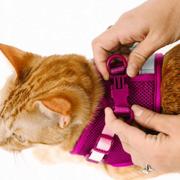 Joana Cat Harness & Leash Set | Pink Papyrus