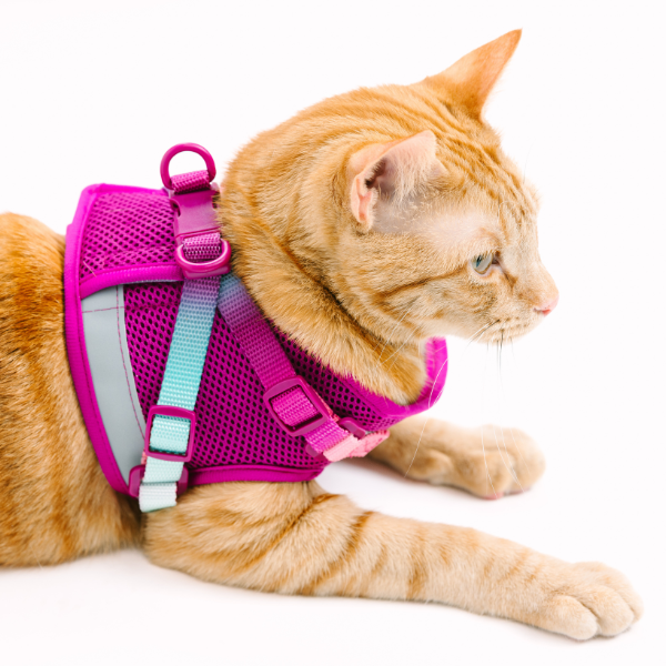 Joana Cat Harness & Leash Set