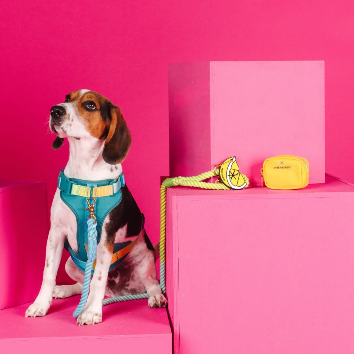 Citrus Splash Dog Harness Bundle | Pink Papyrus