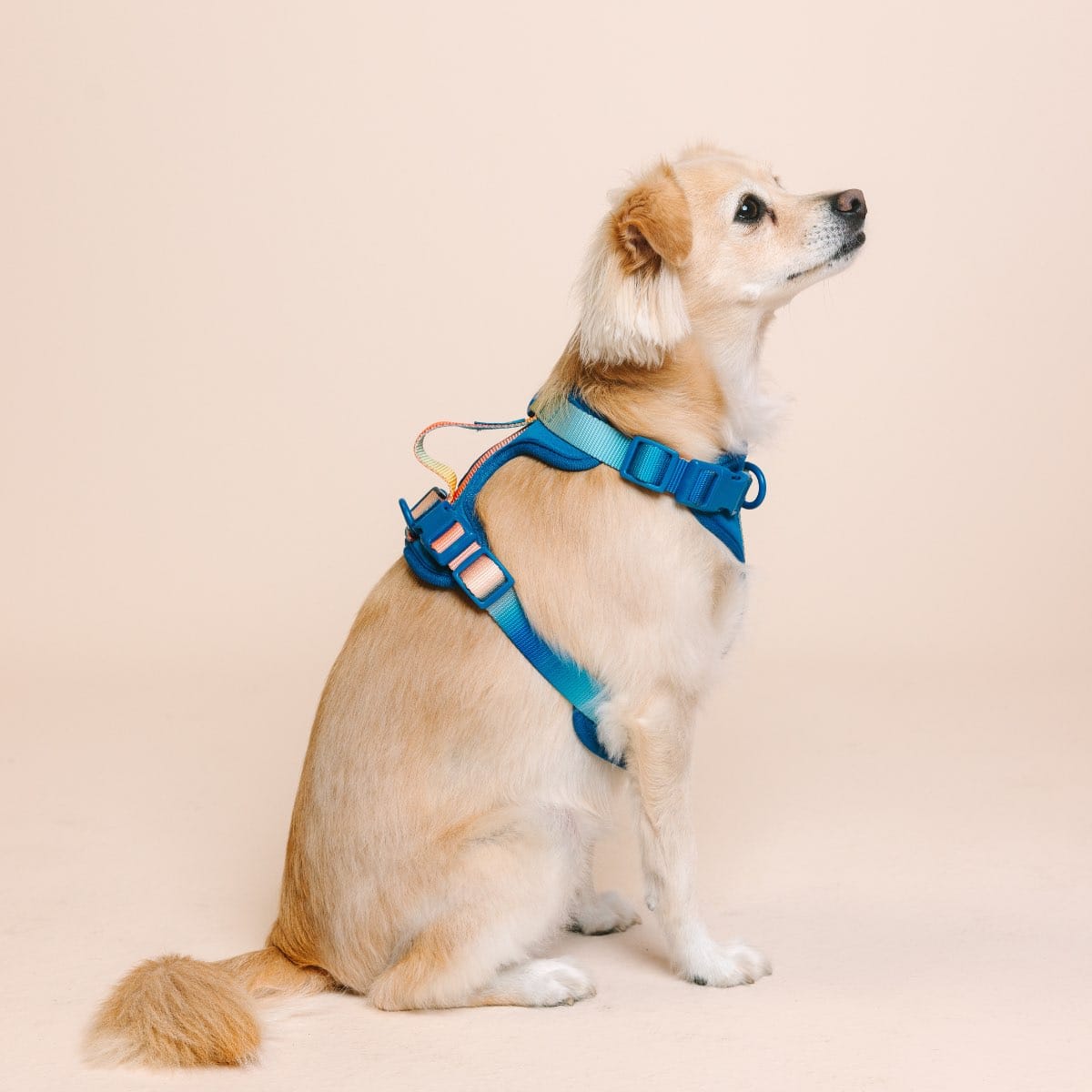Atlas Dog Harness | Pink Papyrus