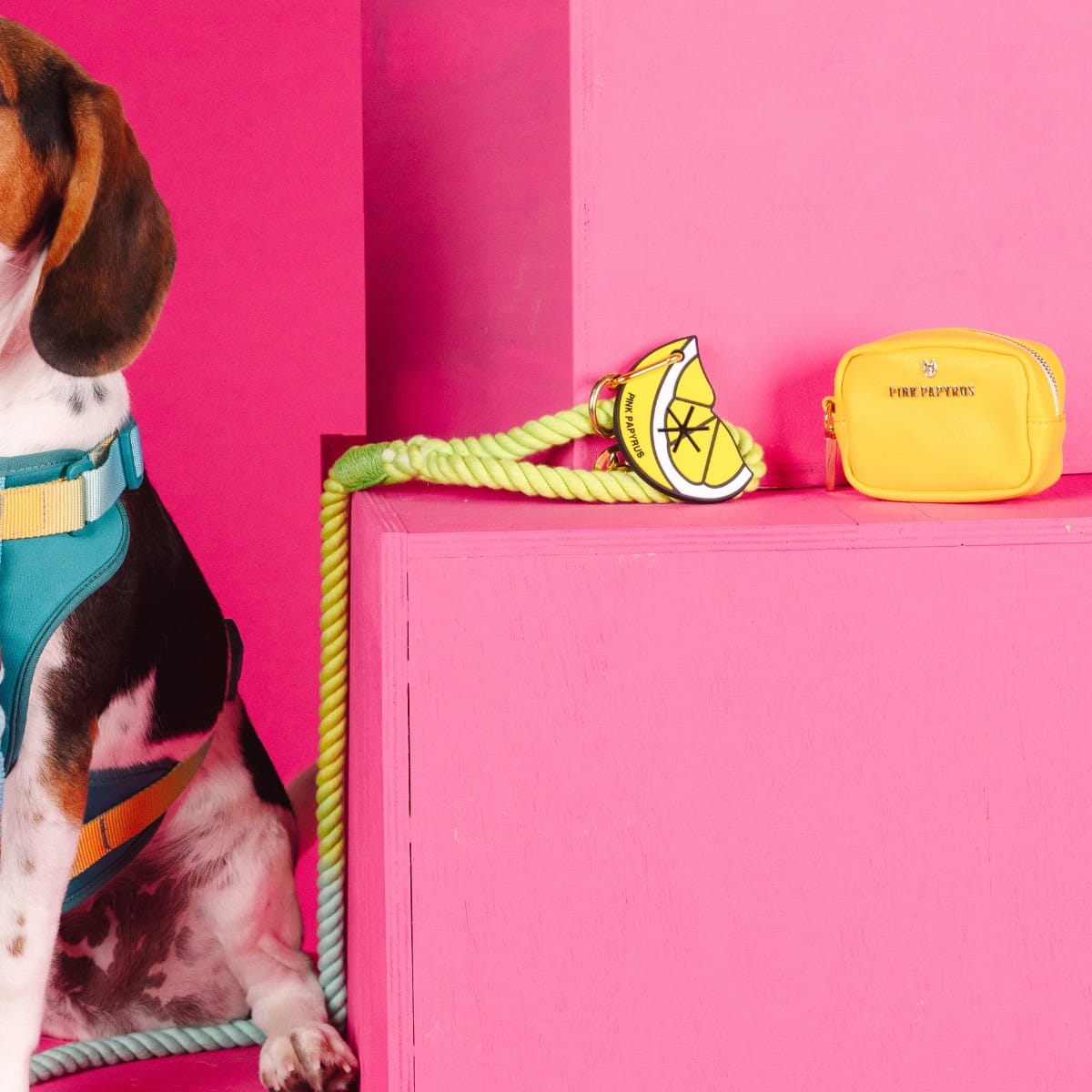 Citrus Splash Dog Harness Bundle | Pink Papyrus