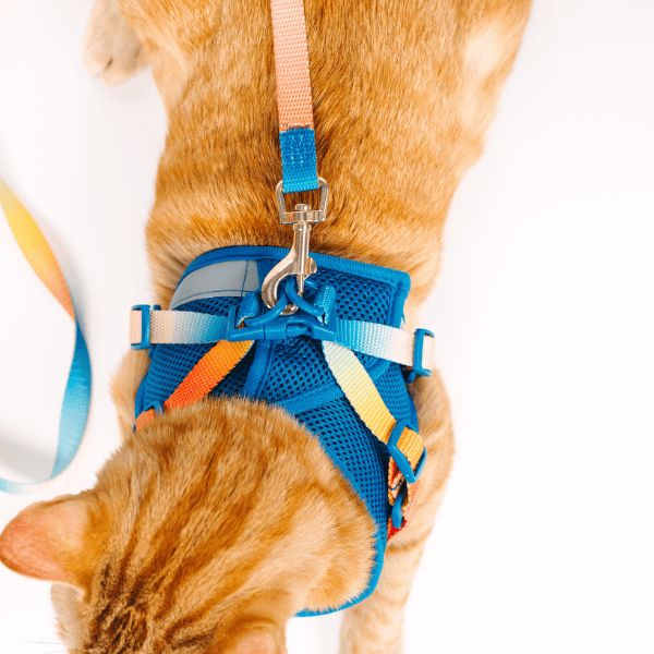 Atlas Cat Harness & Leash Set | Pink Papyrus