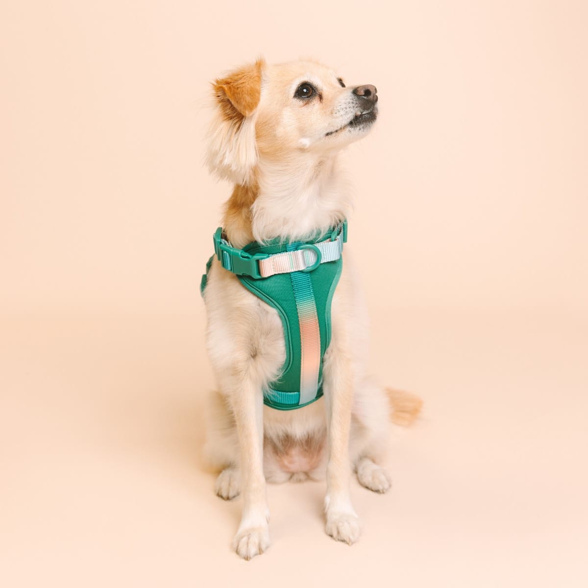 Parker Dog Harness | Pink Papyrus