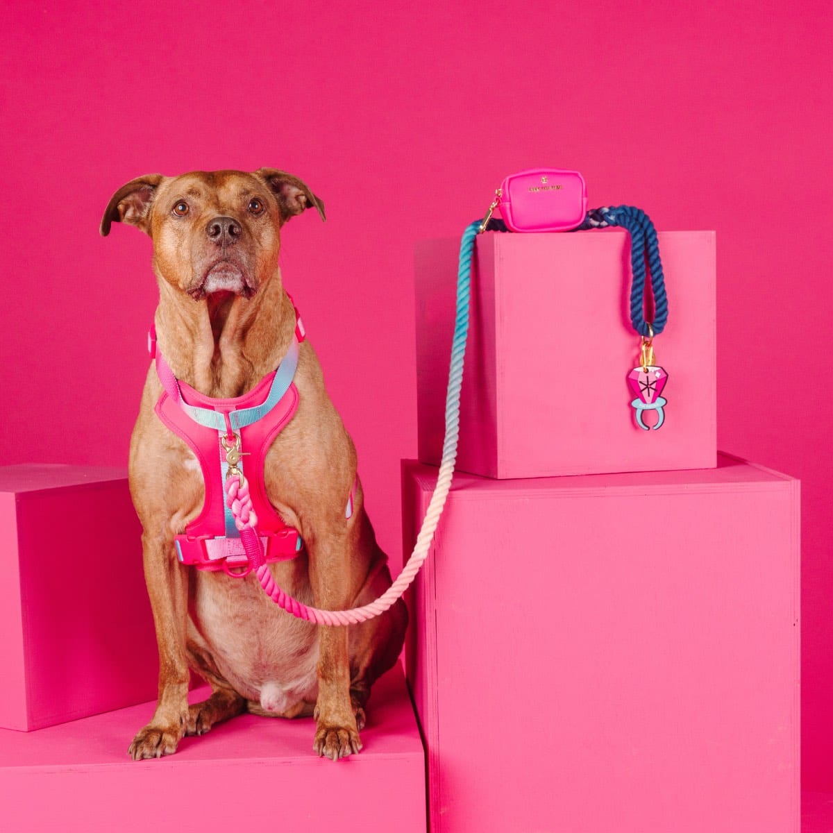 Bubblegum Burst Dog Harness Bundle | Pink Papyrus