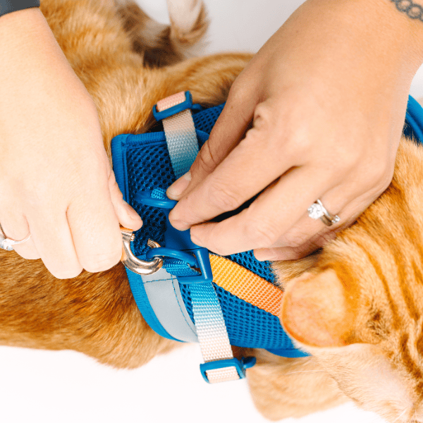 Atlas Cat Harness & Leash Set | Pink Papyrus