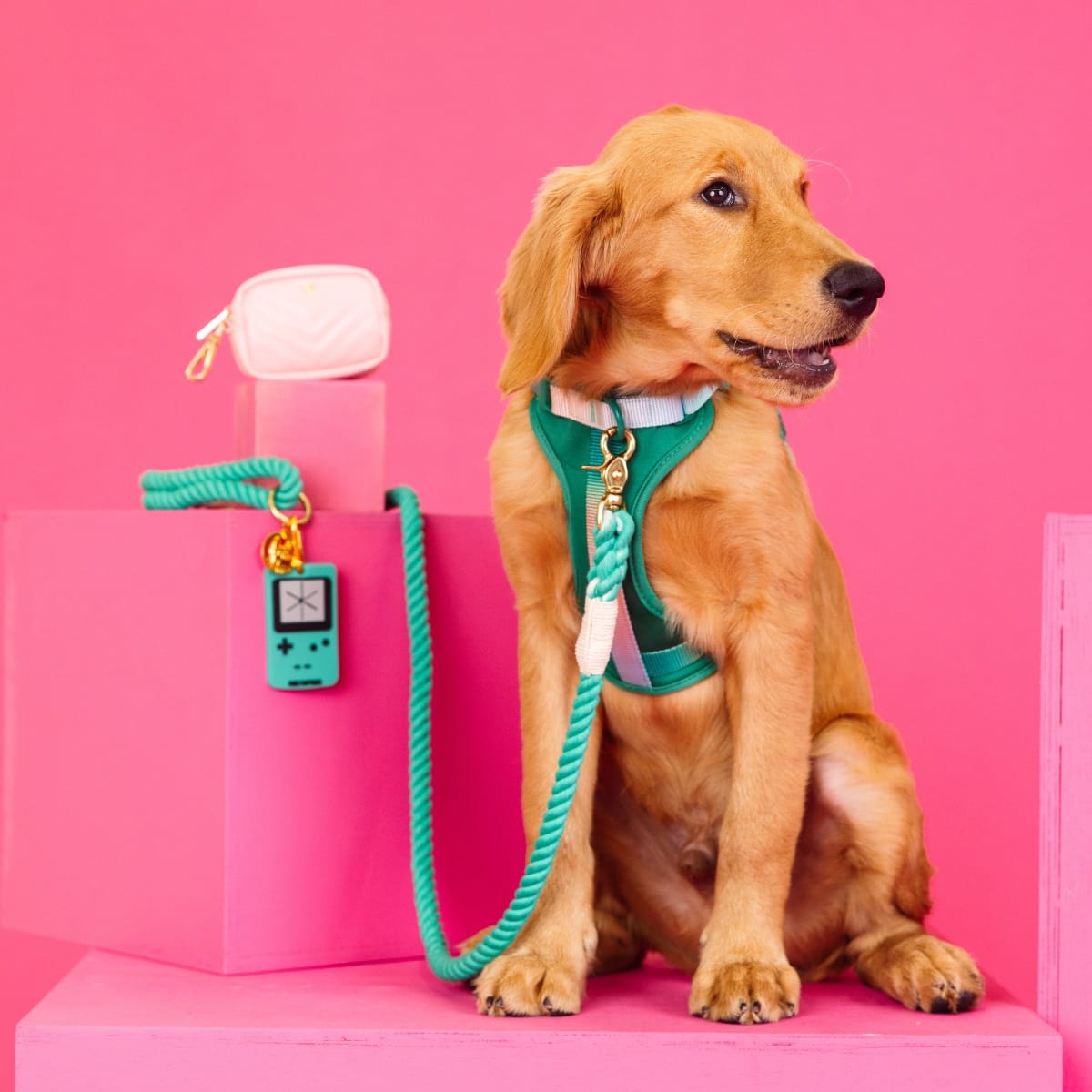 Lush Life Dog Harness Bundle | Pink Papyrus