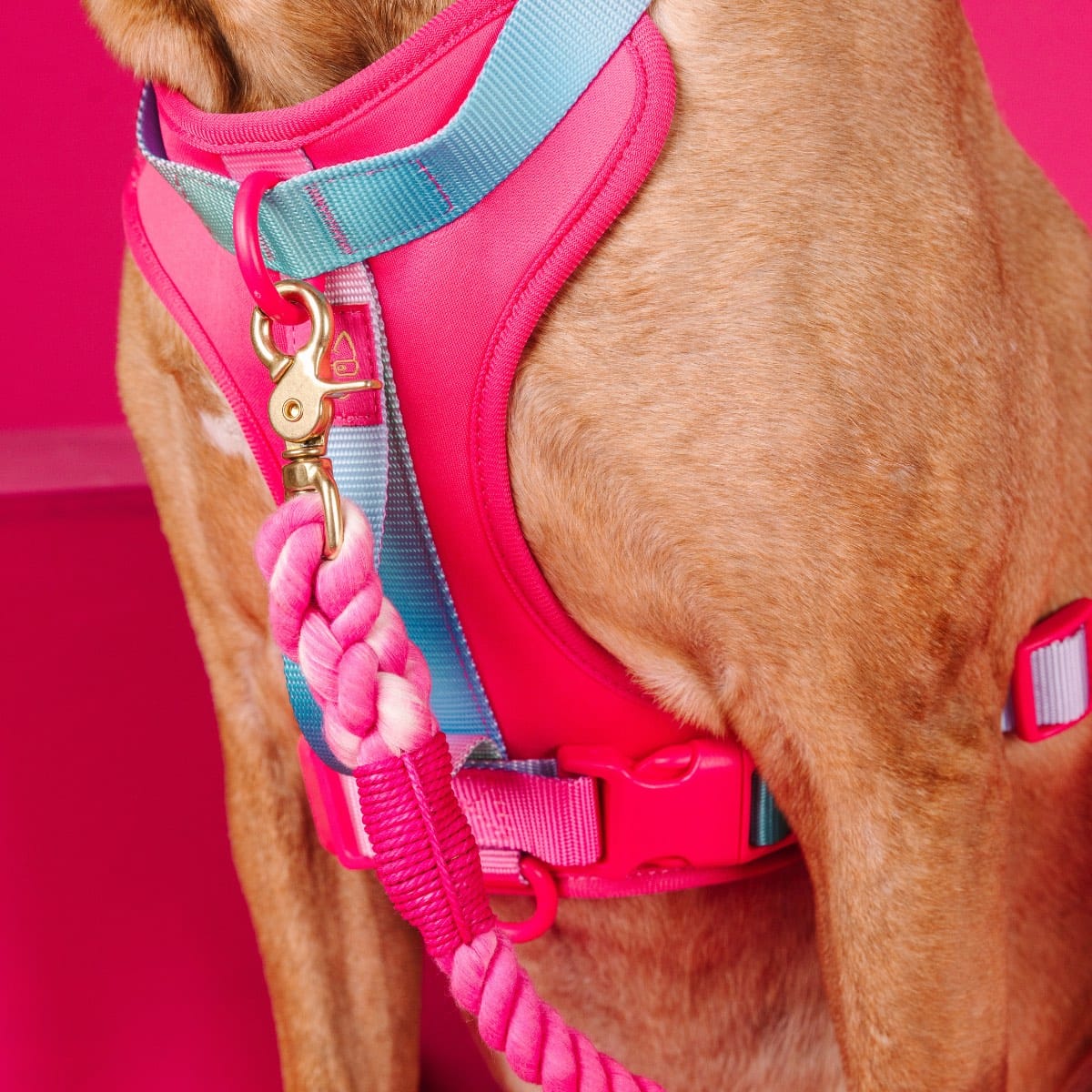 Bubblegum Burst Dog Harness Bundle | Pink Papyrus