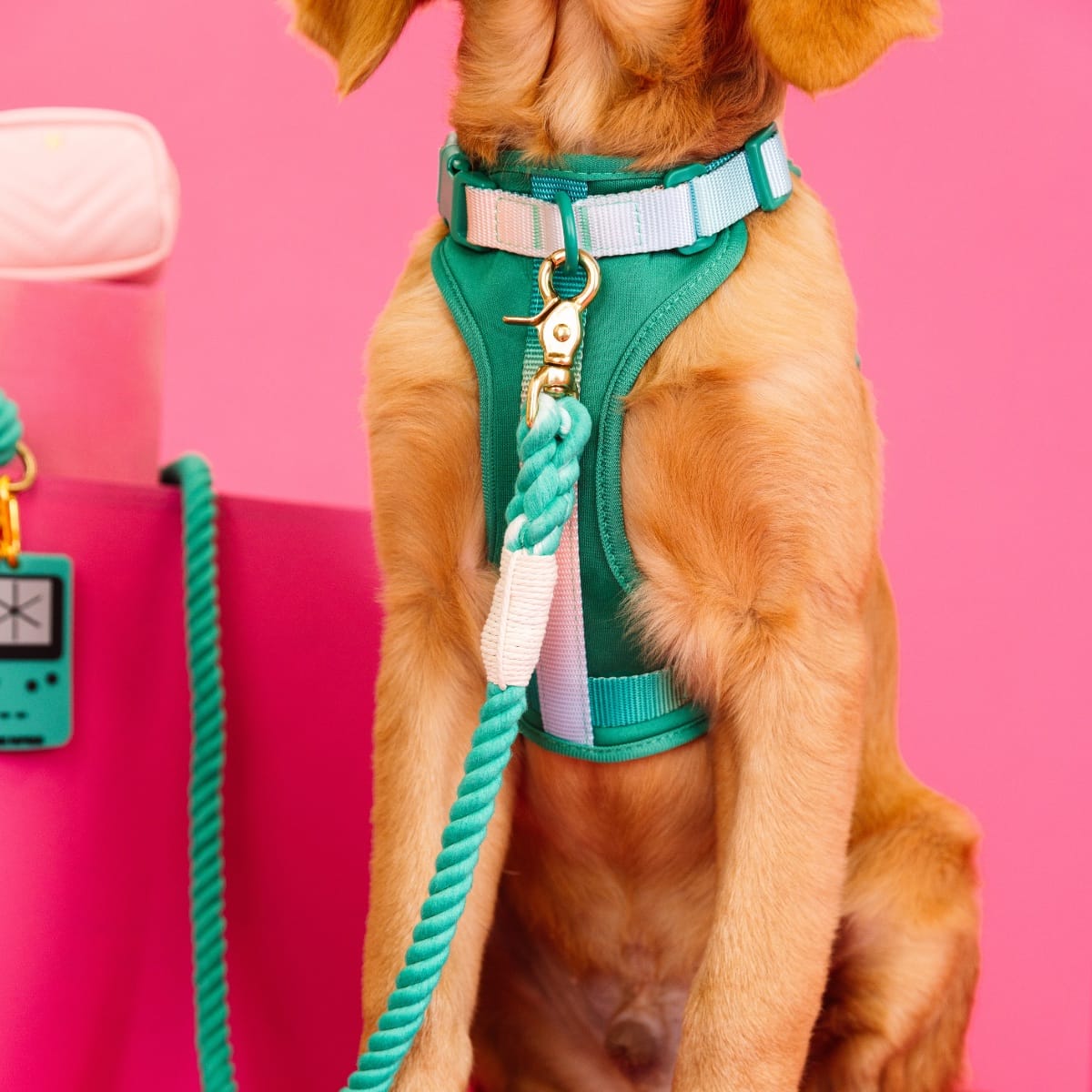 Lush Life Dog Harness Bundle | Pink Papyrus