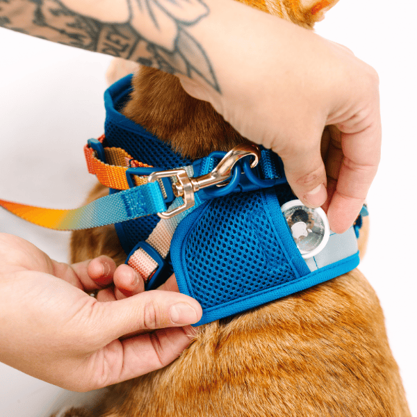 Atlas Cat Harness & Leash Set | Pink Papyrus