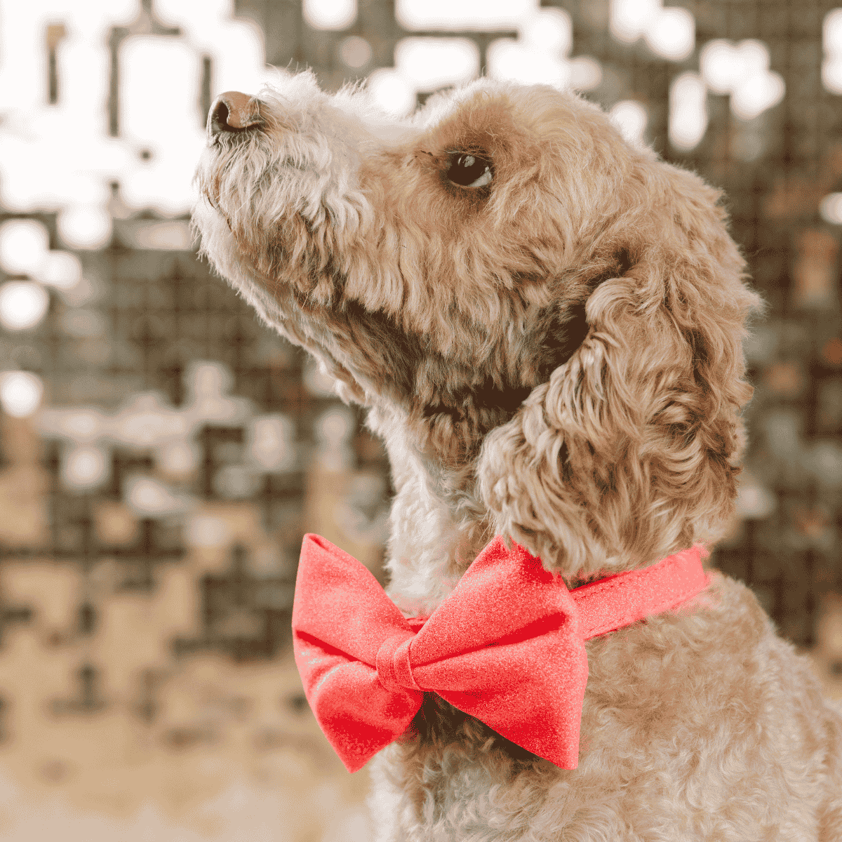 Ambrose Bow Tie Dog Collar | Pink Papyrus