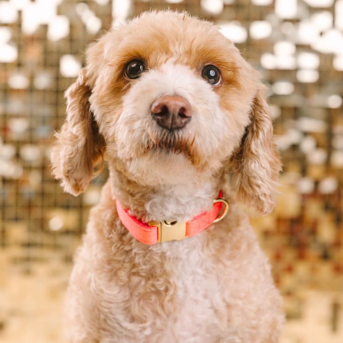 Ambrose Dog Collar | Pink Papyrus