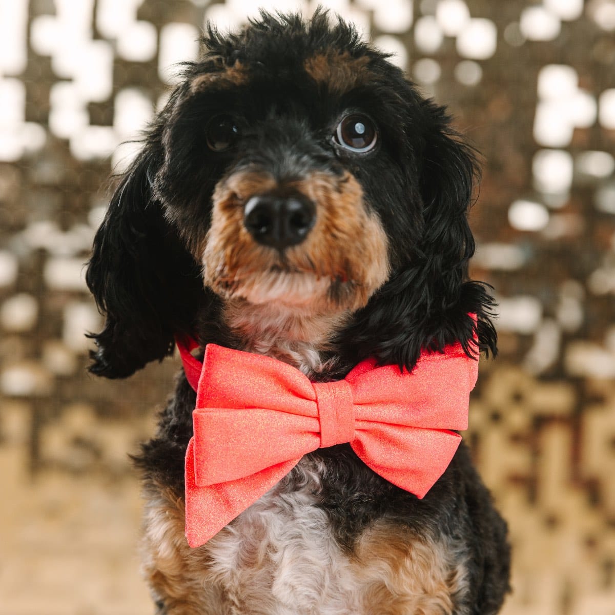 Ambrose Babe Bow Dog Collar | Pink Papyrus