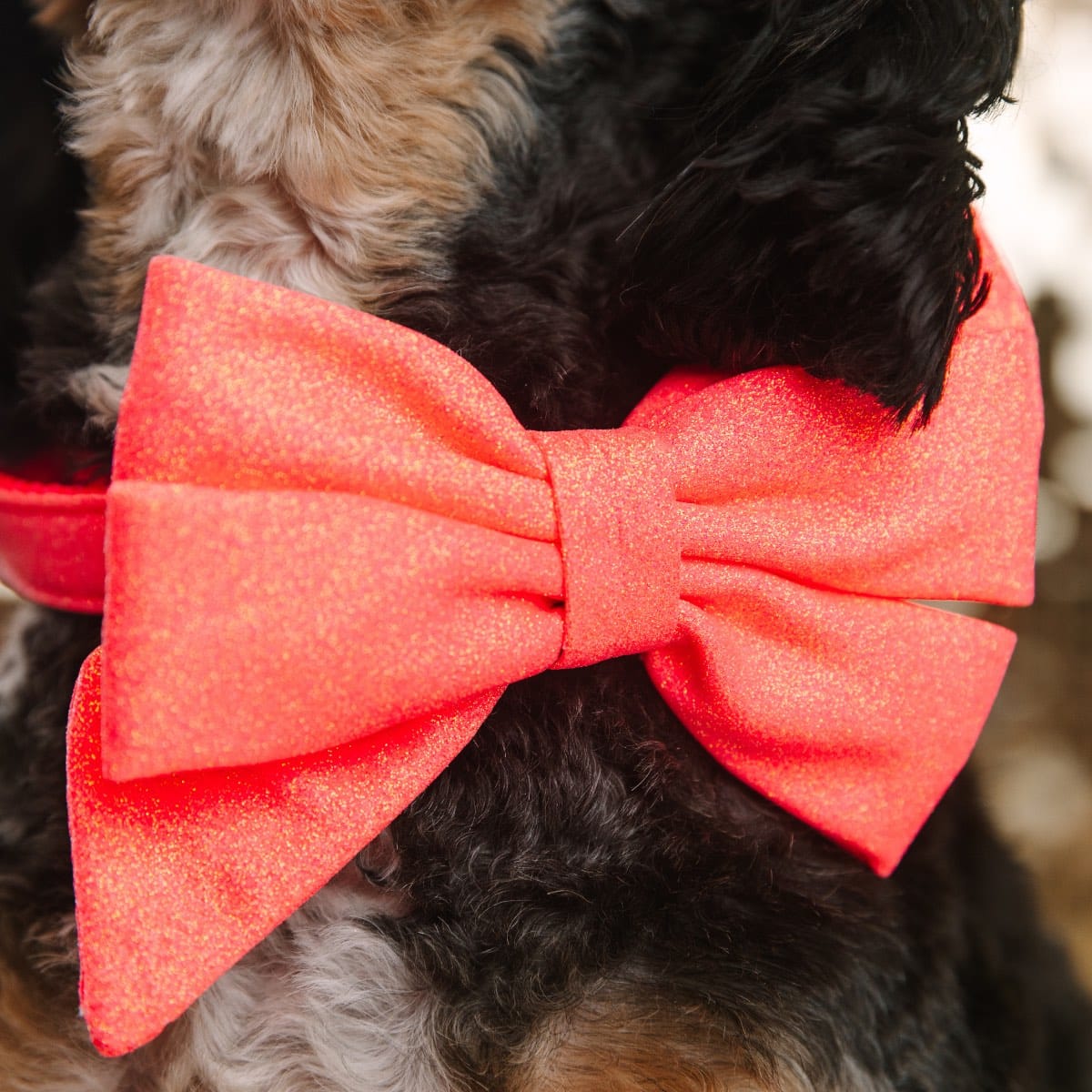 Ambrose Babe Bow Dog Collar | Pink Papyrus