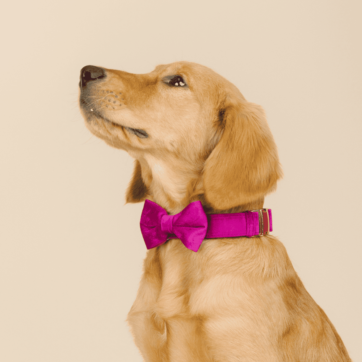 August Bow Tie Dog Collar | Pink Papyrus