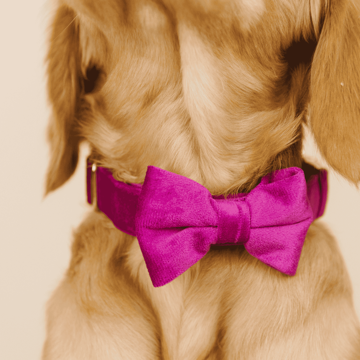 August Bow Tie Dog Collar | Pink Papyrus