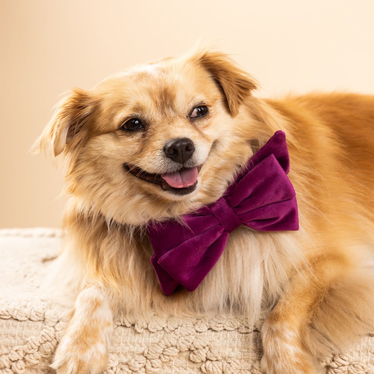 August Dog Babe Bow | Pink Papyrus
