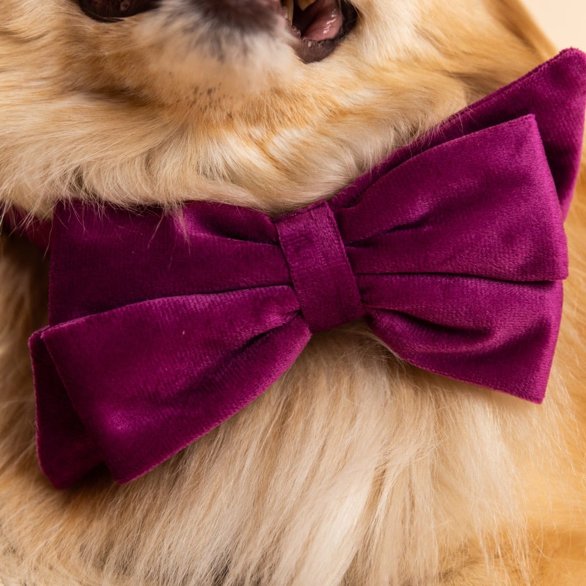 August Dog Babe Bow | Pink Papyrus