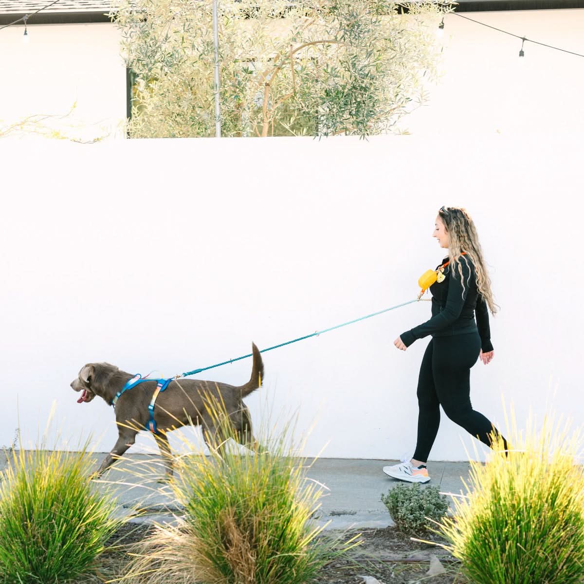 Beau Hands-Free Rope Dog Leash | Pink Papyrus