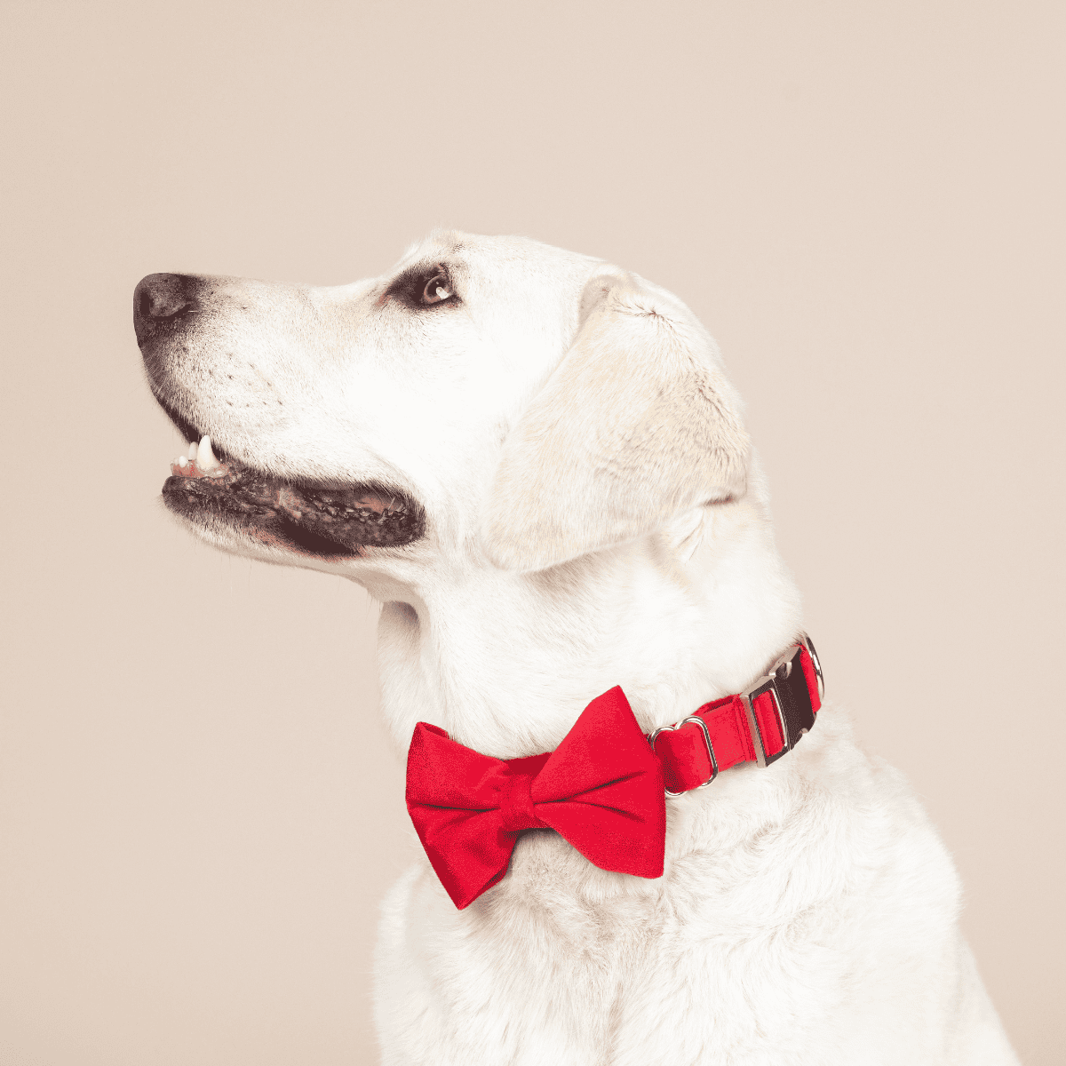 Blaze Bow Tie Dog Collar | Pink Papyrus