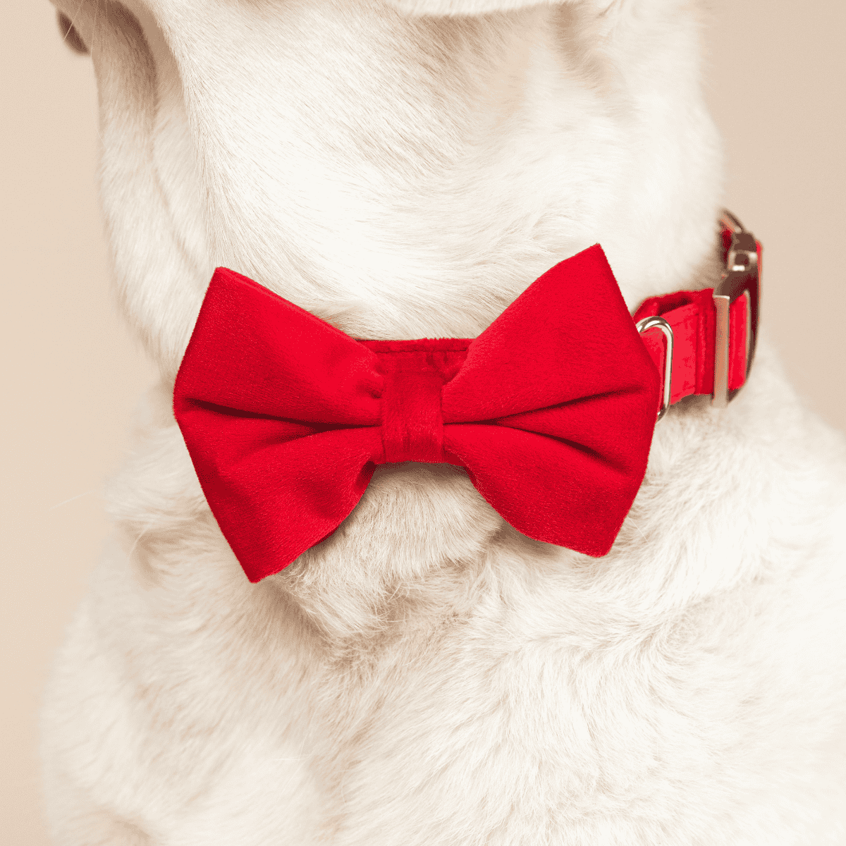 Blaze Dog Bow Tie