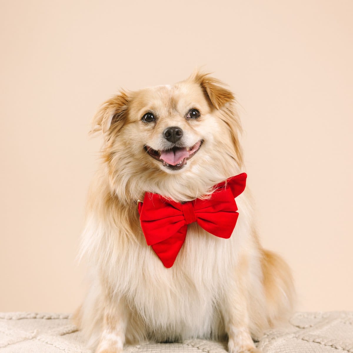 Blaze Dog Babe Bow | Pink Papyrus