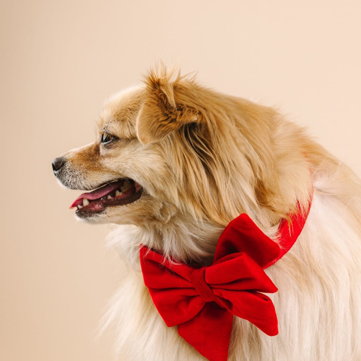 Blaze Dog Babe Bow | Pink Papyrus