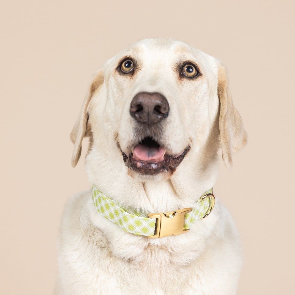 Bryce Dog Collar | Pink Papyrus
