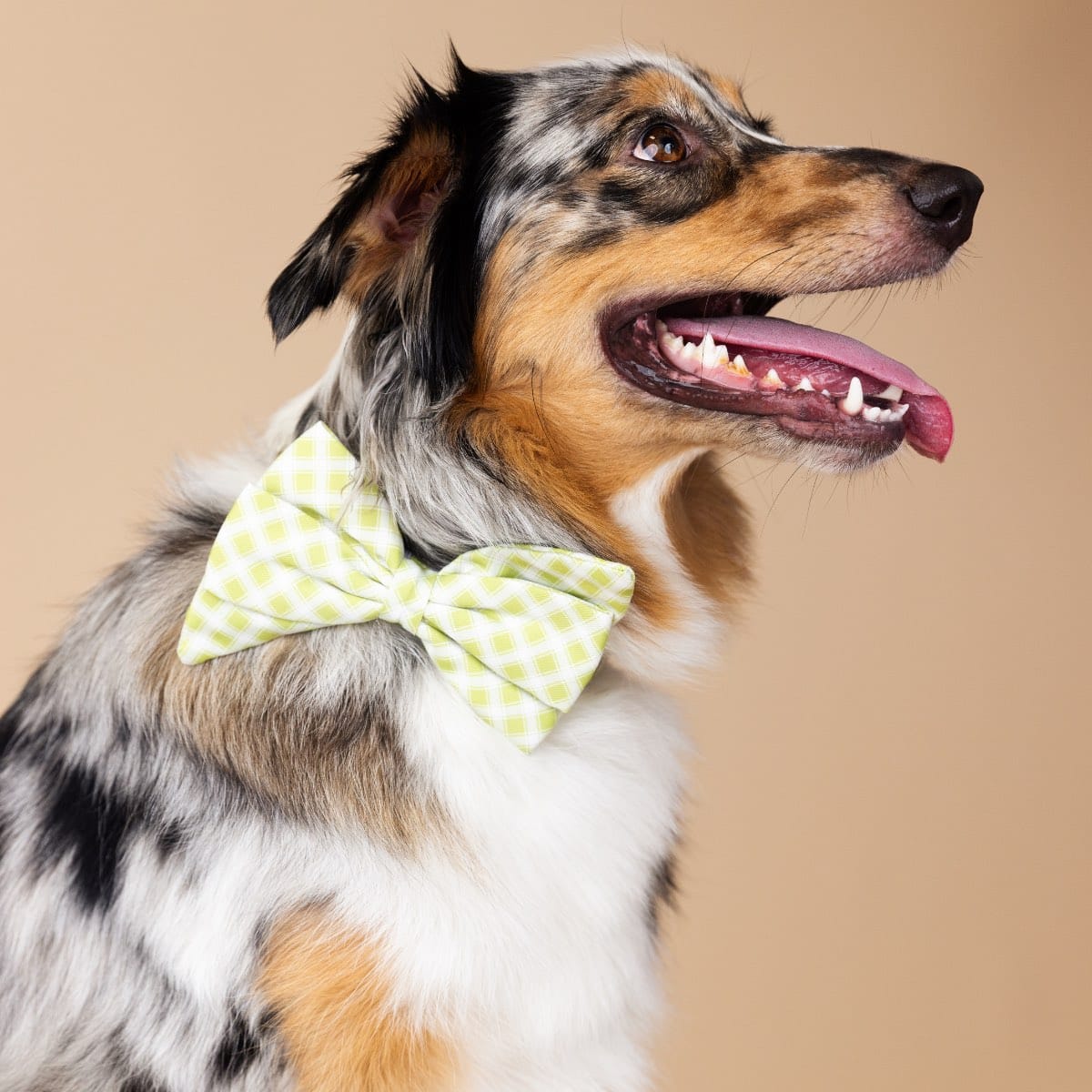 Bryce Babe Bow Dog Collar | Pink Papyrus
