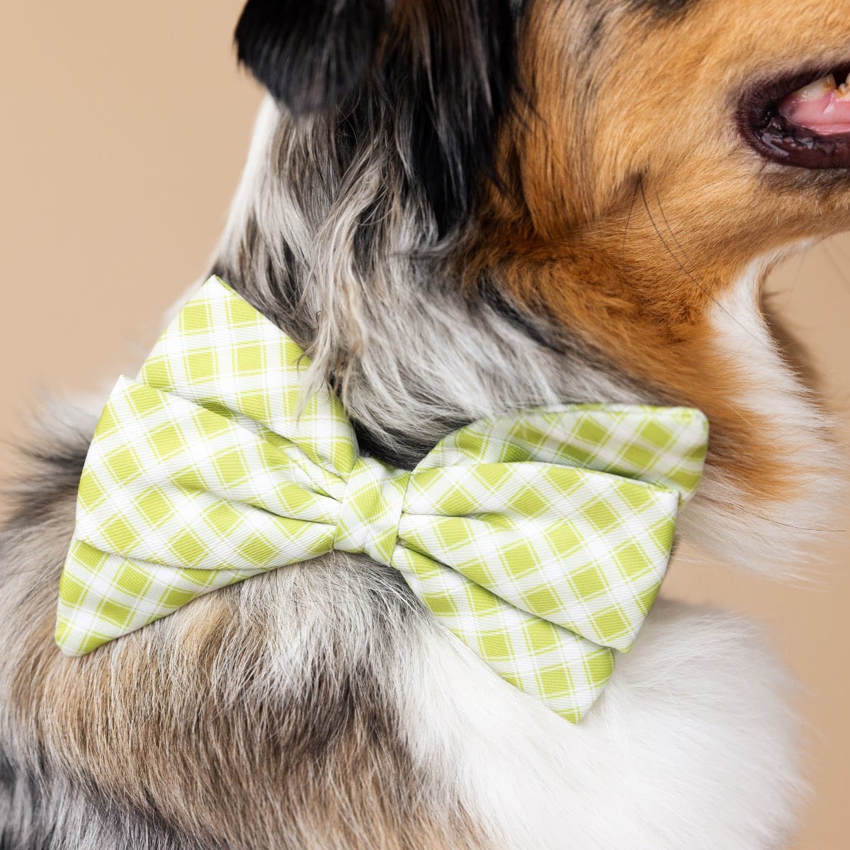 Bryce Babe Bow Dog Collar | Pink Papyrus
