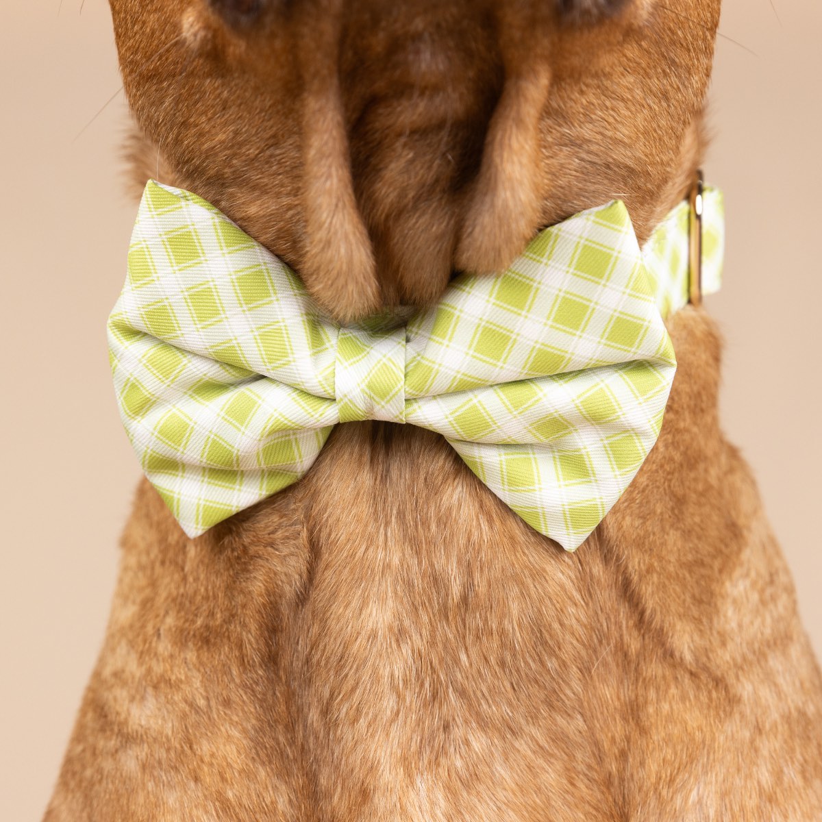 Bryce Dog Bow Tie