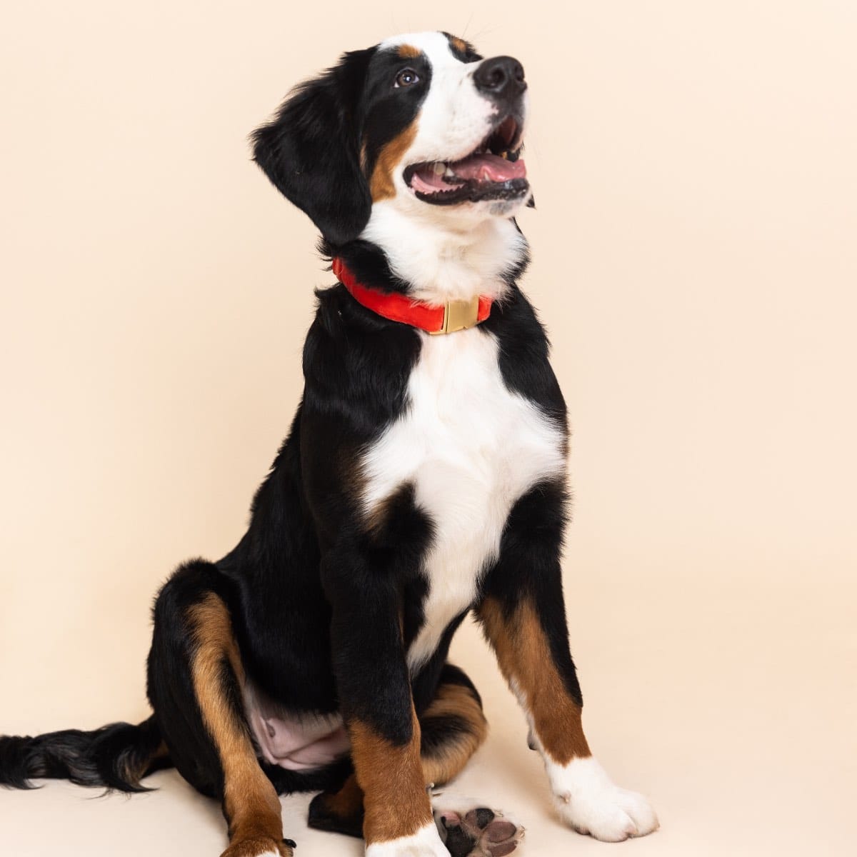 Suki Dog Collar | Pink Papyrus