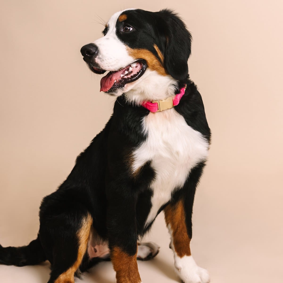 Valentina Dog Collar | Pink Papyrus
