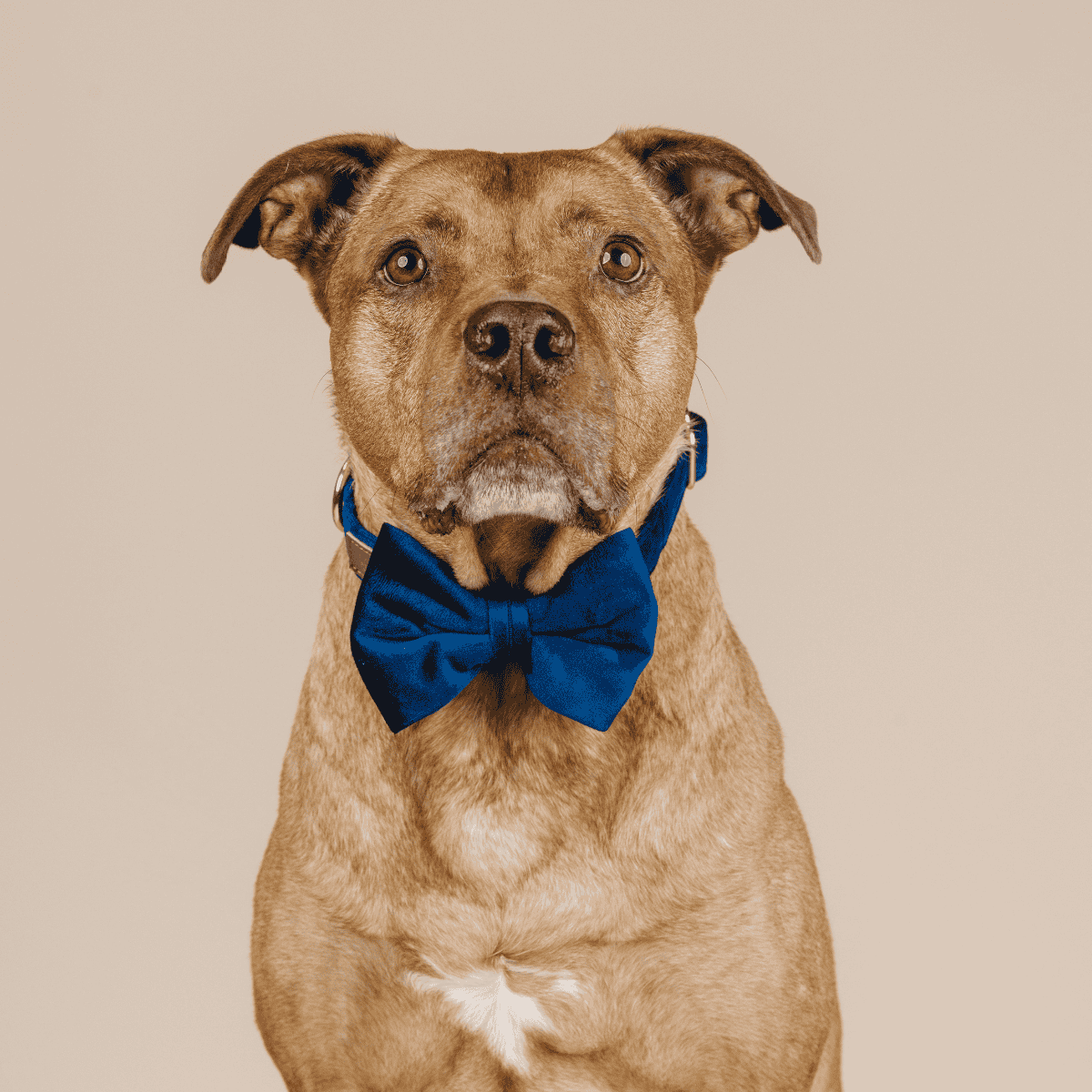 Channing Bow Tie Dog Collar | Pink Papyrus