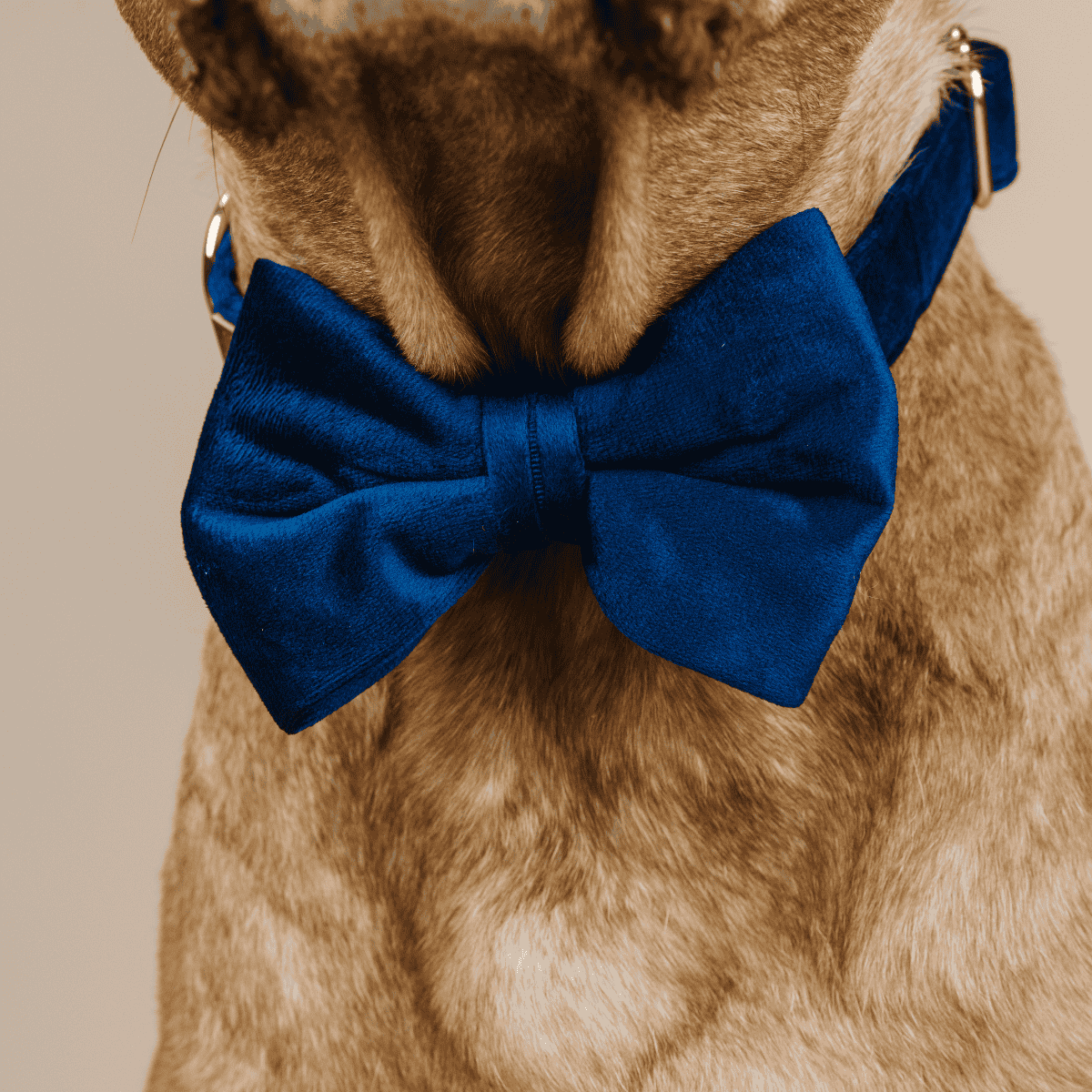 Channing Bow Tie Dog Collar | Pink Papyrus