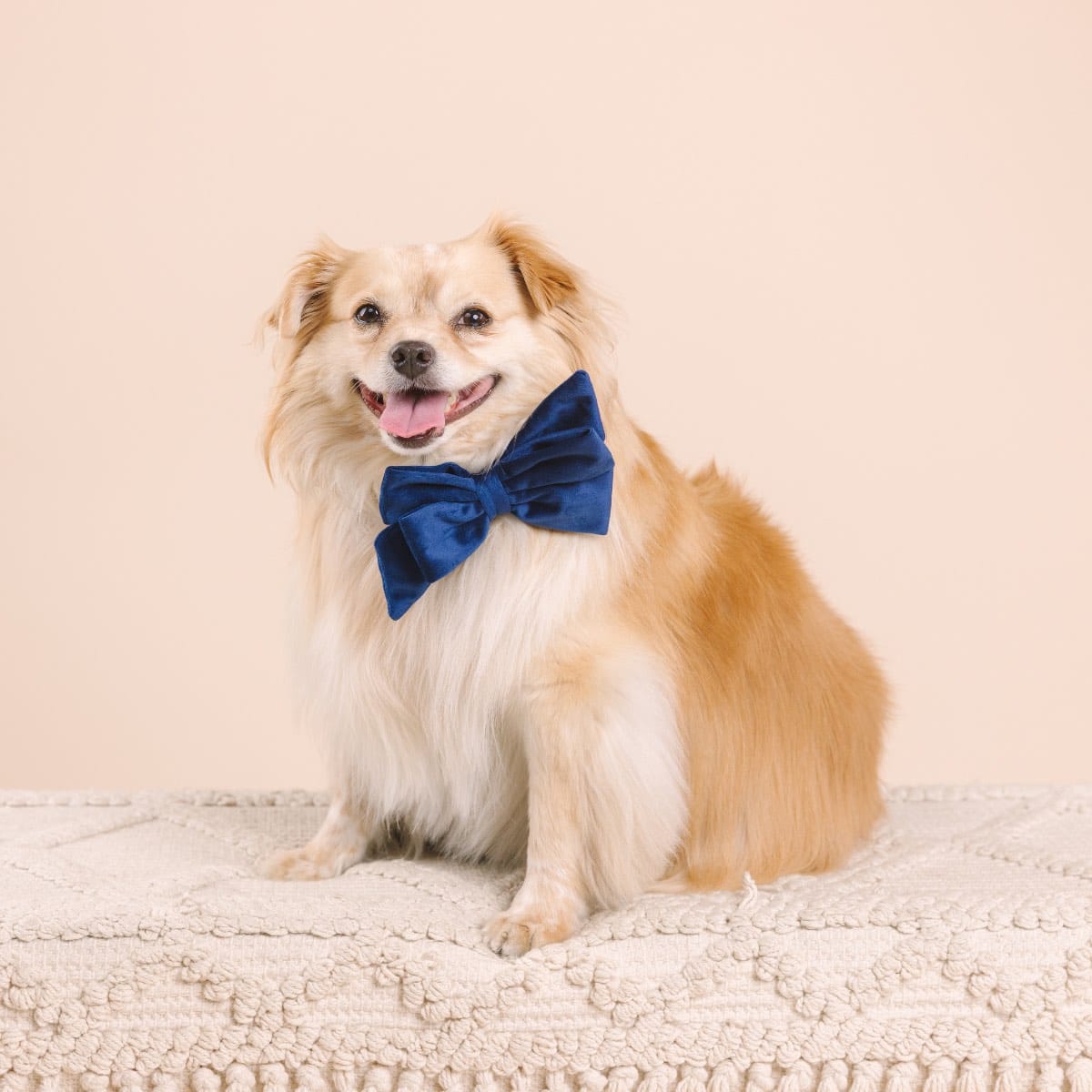 Channing Dog Babe Bow | Pink Papyrus