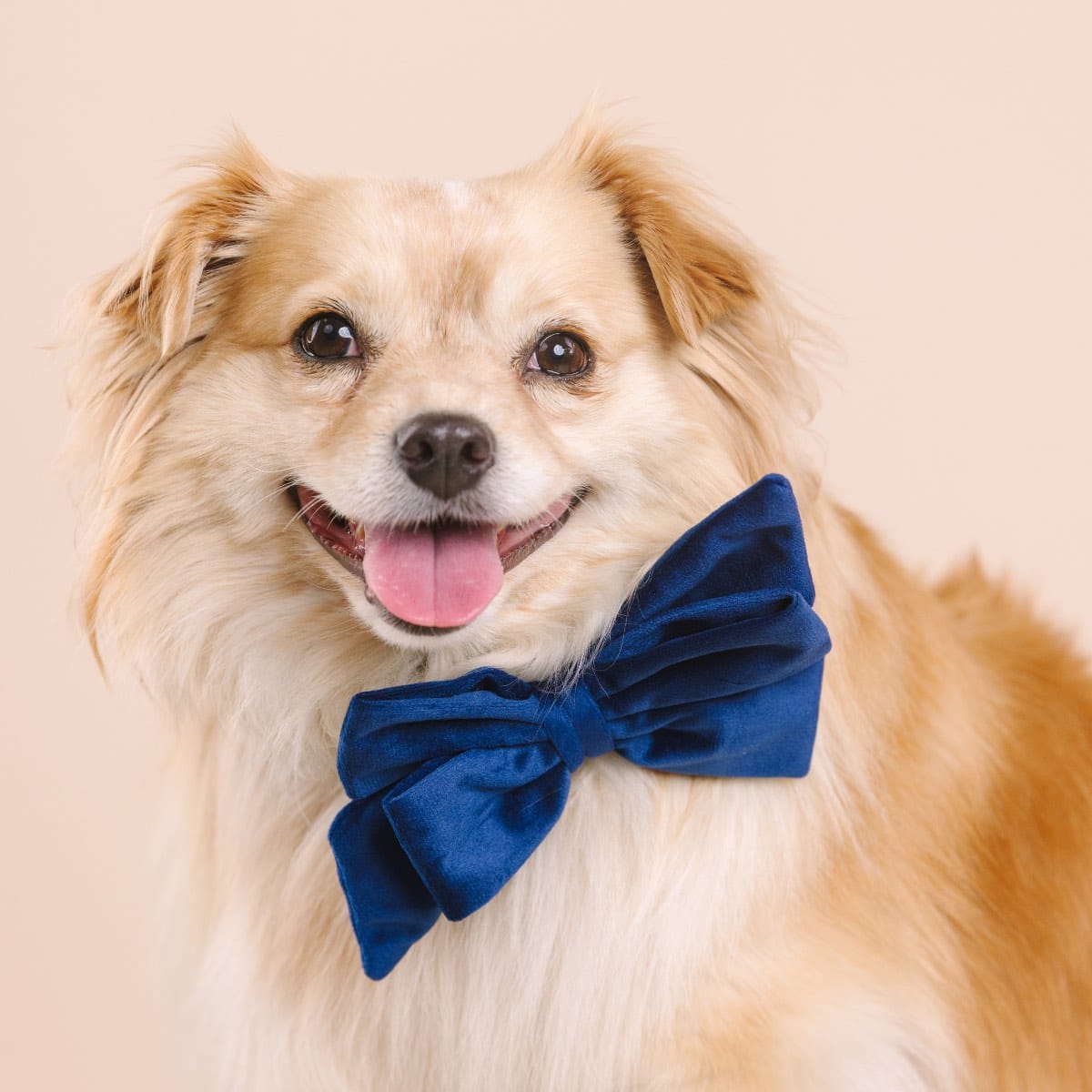Channing Dog Babe Bow | Pink Papyrus