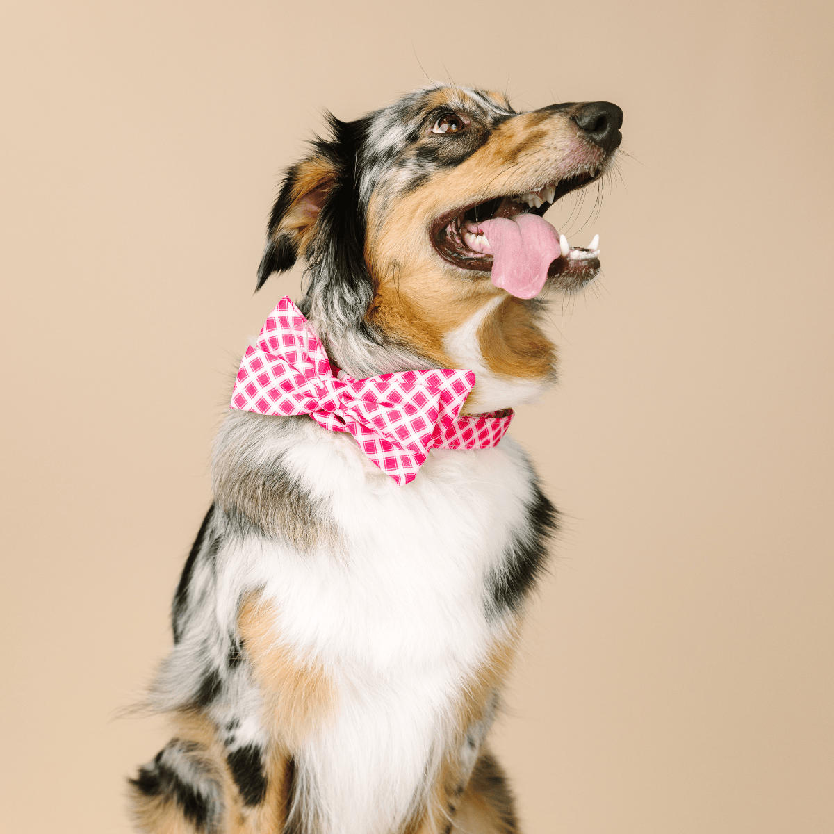 Chrishell Dog Babe Bow | Pink Papyrus