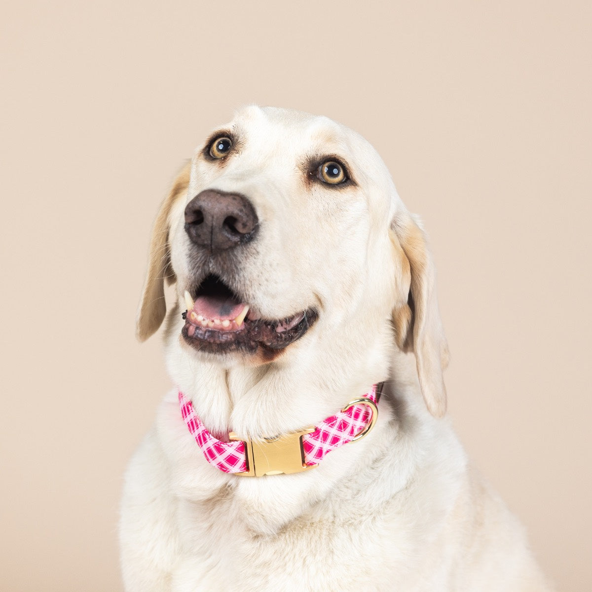 Chrishell Dog Collar