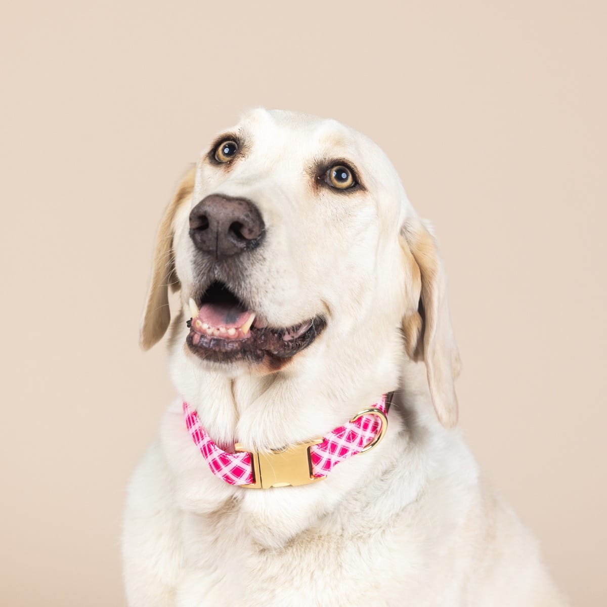 Chrishell Dog Collar | Pink Papyrus