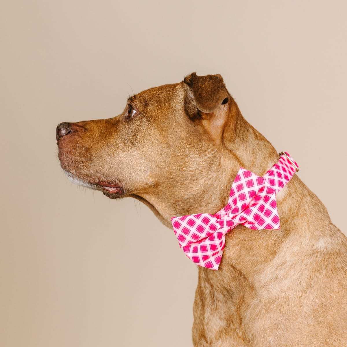 Chrishell Dog Bow Tie | Pink Papyrus