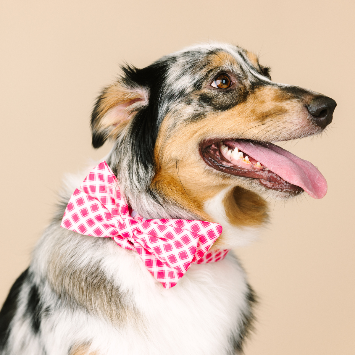 Chrishell Dog Babe Bow