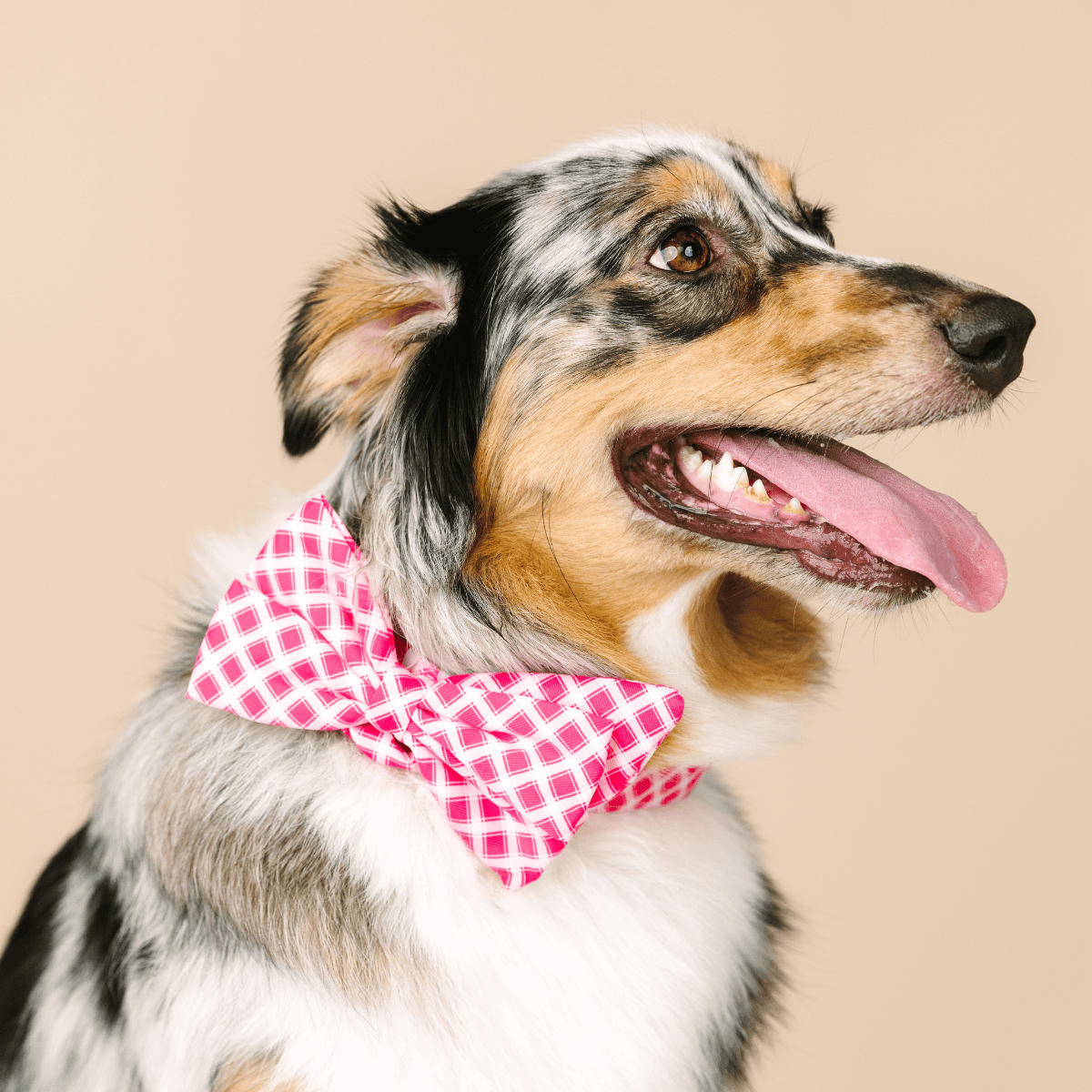 Chrishell Dog Babe Bow | Pink Papyrus