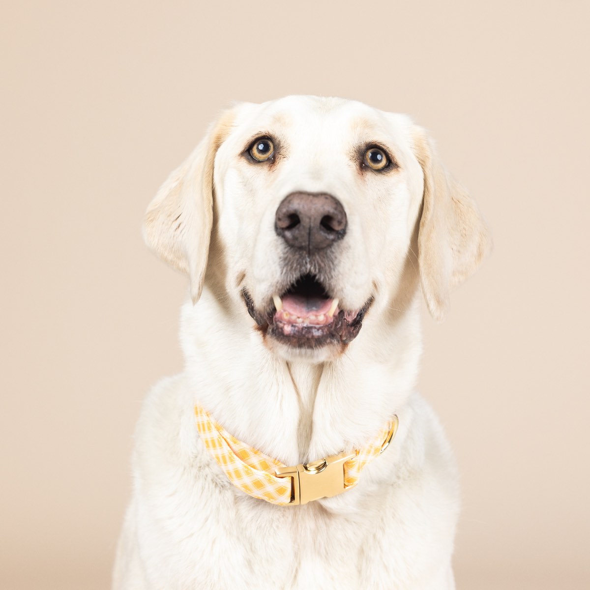 Daisy Dog Collar
