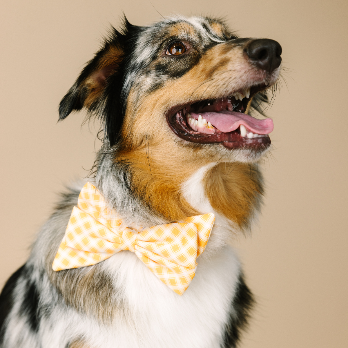 Daisy Babe Bow Dog Collar