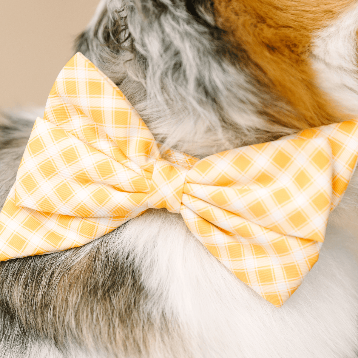 Daisy Dog Babe Bow | Pink Papyrus