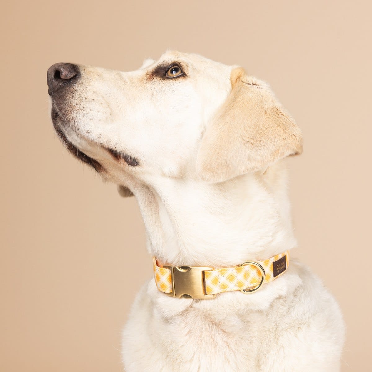 Daisy Dog Collar | Pink Papyrus