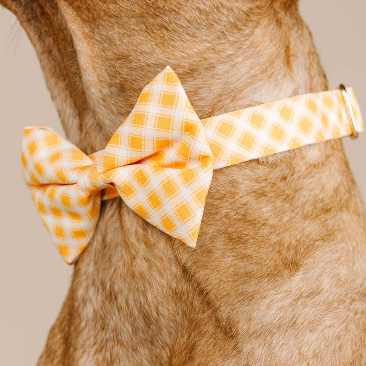 Daisy Dog Bow Tie | Pink Papyrus