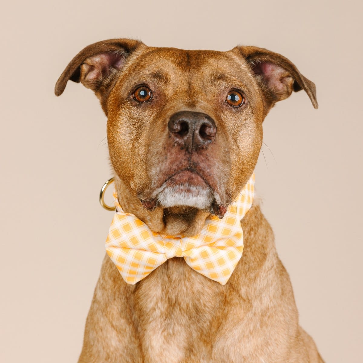 Daisy Bow Tie Dog Collar | Pink Papyrus