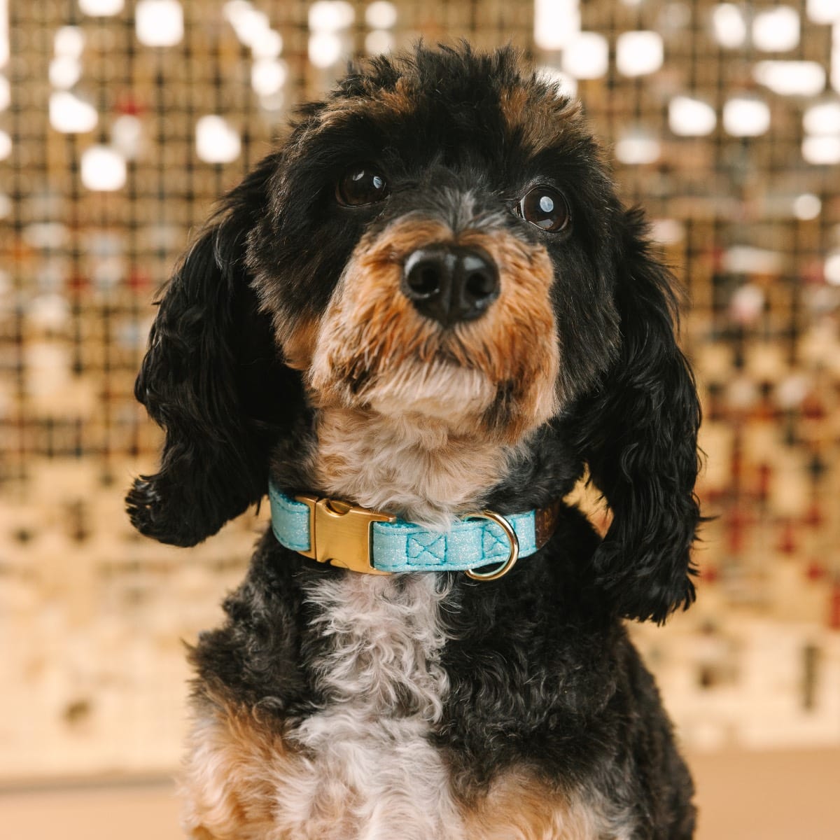 Dawson Dog Collar | Pink Papyrus