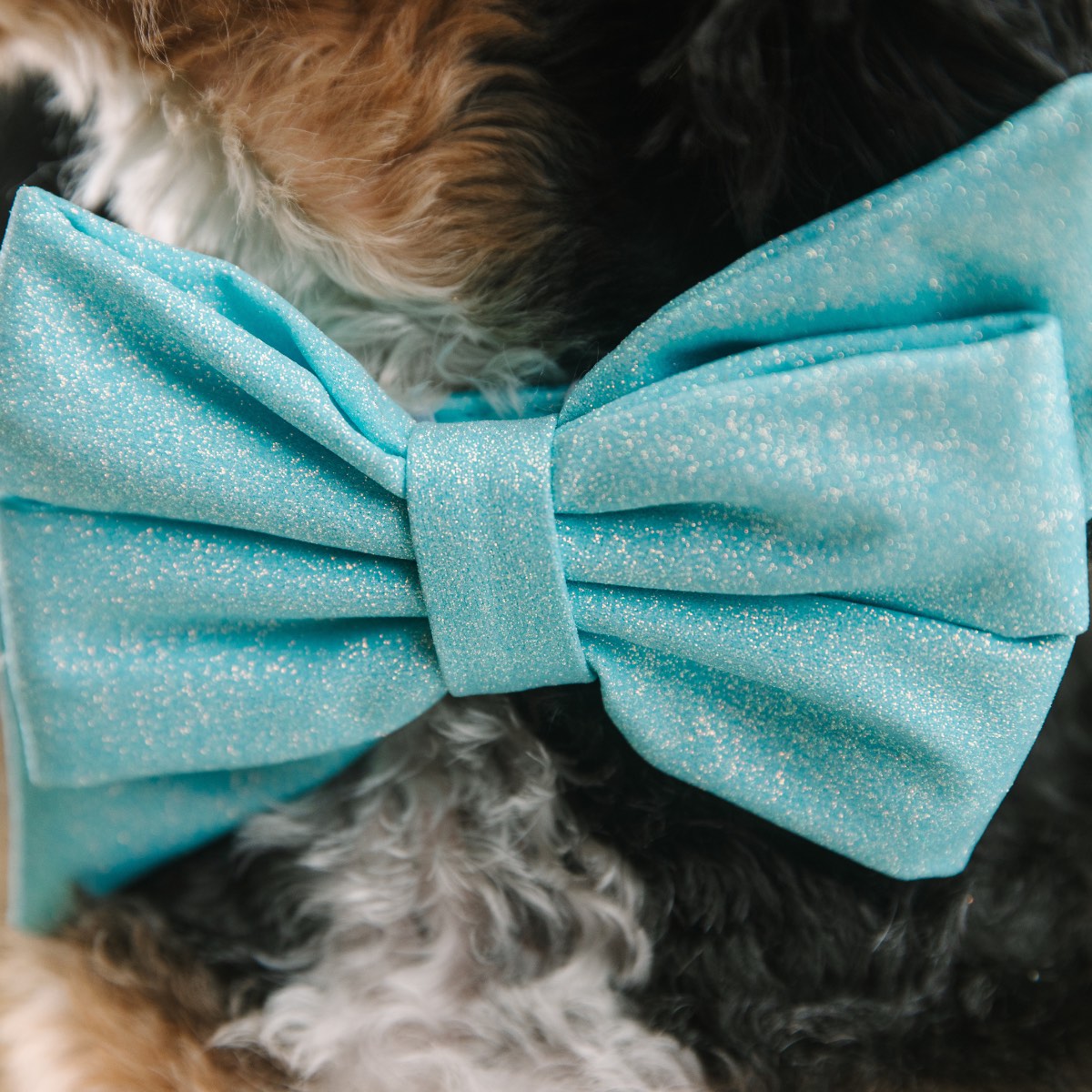 Dawson Babe Bow Dog Collar